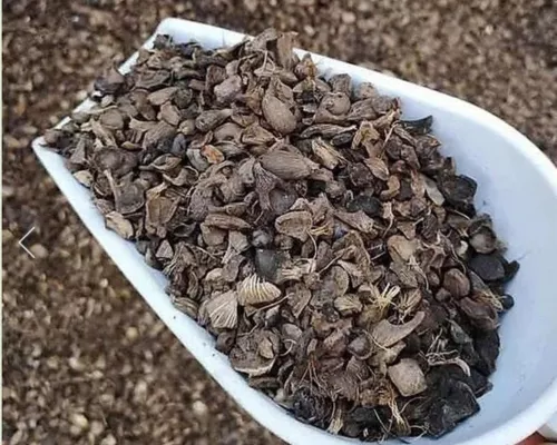 palm kernel shell price