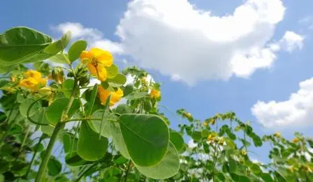 Cassia Tora Leaves