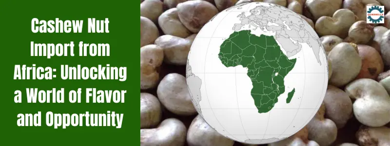 Cashew Nut Import from Africa