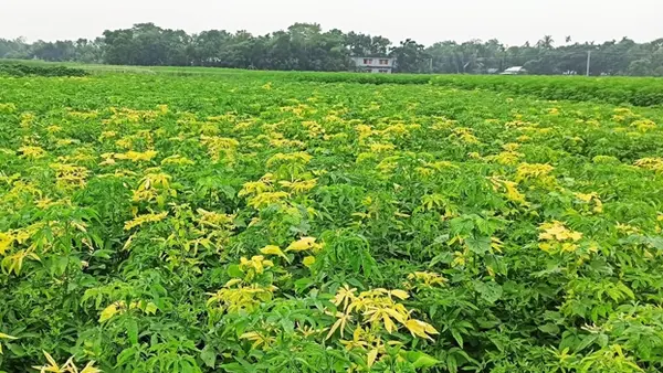 Cassia Tora Seed Farm