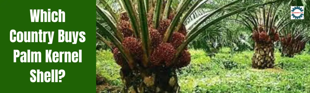 Which Country Buys Palm Kernel Shell