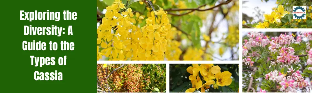 A Guide to the Types of Cassia