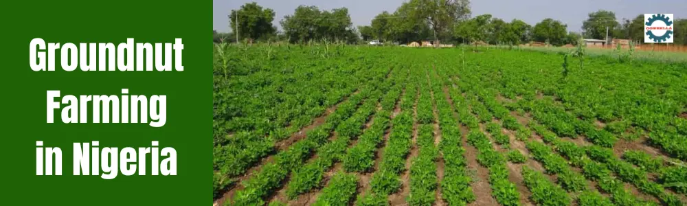 Groundnut Farming in Nigeria