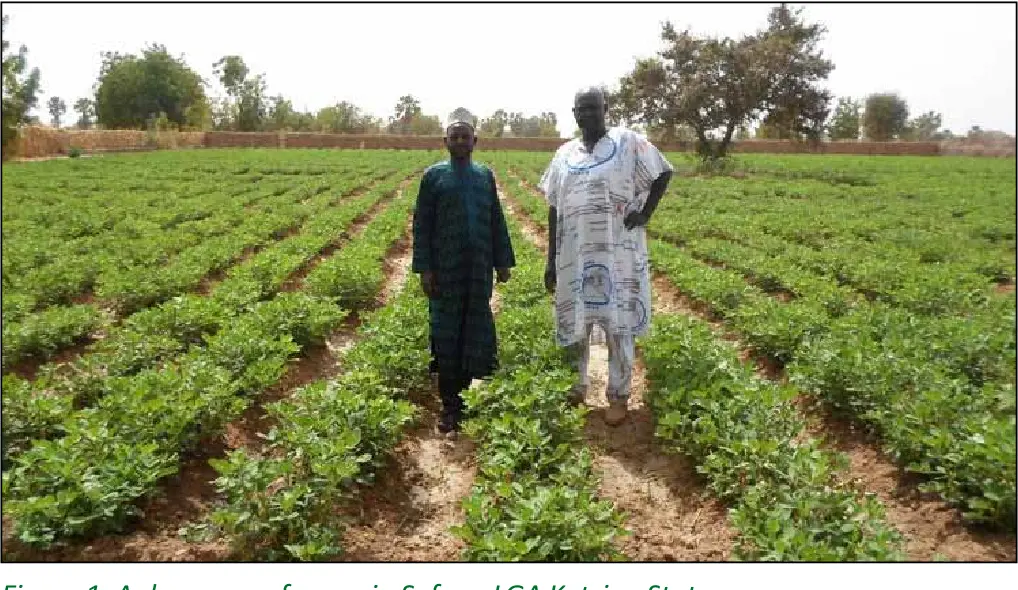 Groundnut Farming in Nigeria