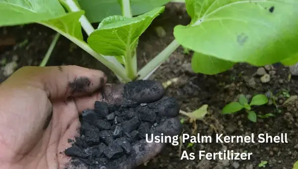 Using-Palm-Kernel-Shell-as-fertilizer